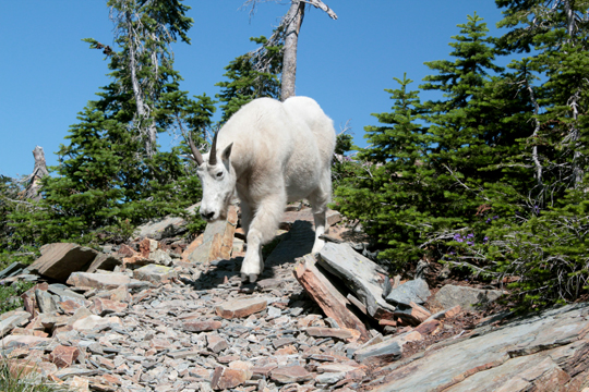 Scotchman peak mountain goats near Sandpoint Idaho