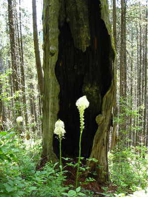 iron mountain snag